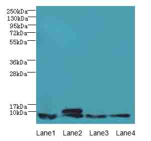 NOP10 Antibody - Western blot. All lanes: NOP10 antibody at 4 ug/ml. Lane 1: 293T whole cell lysate. Lane 2: HeLa whole cell lysate. Lane 3: Jurkat whole cell lysate. Lane 4: Caco-2 whole cell lysate. Secondary Goat polyclonal to Rabbit IgG at 1:10000 dilution. Predicted band size: 8 kDa. Observed band size: 8 kDa.