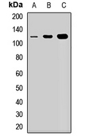 NOP14 / C4orf9 Antibody