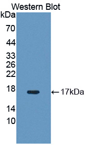 Nor-1 / NR4A3 Antibody - Western blot of Nor-1 / NR4A3 antibody.