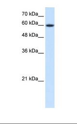 Nor-1 / NR4A3 Antibody - HepG2 cell lysate. Anti-Nor-1 / NR4A3 Antibody concentration: 0.25 ug/ml. Gel concentration: 12%.  This image was taken for the unconjugated form of this product. Other forms have not been tested.