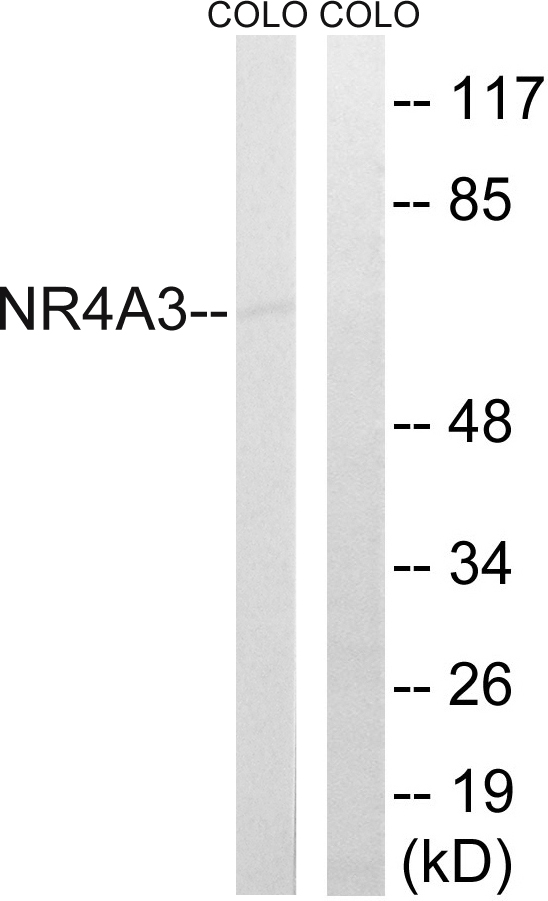Nor-1 / NR4A3 Antibody - Western blot analysis of lysates from COLO cells, using NR4A3 Antibody. The lane on the right is blocked with the synthesized peptide.