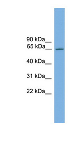 Nor-1 / NR4A3 Antibody - NR4A3 antibody Western blot of Mouse Brain lysate. This image was taken for the unconjugated form of this product. Other forms have not been tested.