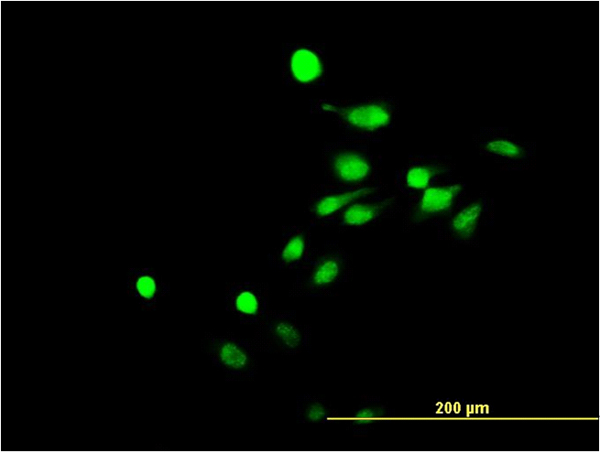 Nor-1 / NR4A3 Antibody - Immunofluorescence of monoclonal antibody to NR4A3 on HeLa cell. [antibody concentration 10 ug/ml]