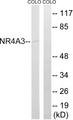 Nor-1 / NR4A3 Antibody - Western blot analysis of extracts from COLO cells, using NR4A3 antibody.