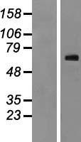 Nor-1 / NR4A3 Protein - Western validation with an anti-DDK antibody * L: Control HEK293 lysate R: Over-expression lysate