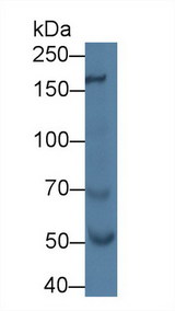 NOS1 / nNOS Antibody - Western Blot; Sample: Rat Cerebrum lysate; Primary Ab: 1µg/ml Rabbit Anti-Mouse NOS1 Antibody Second Ab: 0.2µg/mL HRP-Linked Caprine Anti-Rabbit IgG Polyclonal Antibody (Catalog: SAA544Rb19