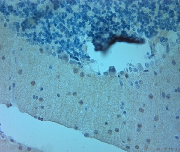 NOS1 / nNOS Antibody - Rabbit antibody to nNOS (1390-1434). Rat cerebellum-5