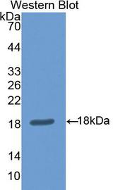NOS1 / nNOS Antibody - Western Blot; Sample: Recombinant protein.