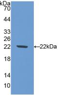 NOS1 / nNOS Antibody - Western Blot; Sample: Recombinant NOS1, Mouse.