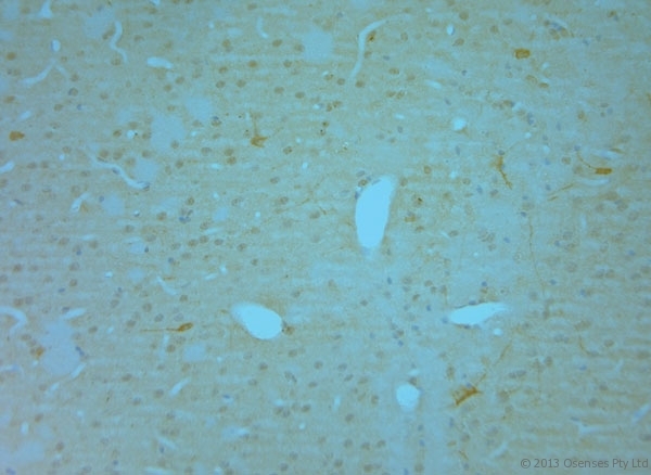 NOS1 / nNOS Antibody - Goat antibody to NOS1. IHC on paraffin sections of mouse olfactory bulb tissue using Goat antibody to NOS1. HIER: 1 mM EDTA, pH 8 for 20 min using Thermo PT Module. Blocking: 0.2% LFDM in TBST filtered through a 0.2 micron filter. Detection was done using Novolink HRP polymer from Leica following manufacturer's instructions. Primary antibody: dilution 1:100, incubated 30 min at RT (using Autostainer). Sections were counterstained with Harris Hematoxylin.