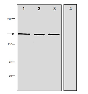 NOS1 / nNOS Antibody - Western blot of nNOS polyclonal antibody using whole cell extracts from (1) rat brain (BML-SW103), (2) mouse brain 10 ng recombinant rat bNOS. In lane (4) the antibody was preincubated with blocking control peptide. The nitrocellulose membrane was probed with antibody at 5 ug/ml. The secondary antibody was GAR-AP diluted 1/2000 and the blot was developed with BCIP/NBT.