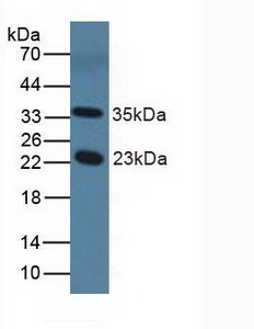 NOS1AP / CAPON Antibody - Western Blot; Sample: Mouse Serum.