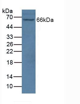 NOS1AP / CAPON Antibody - Western Blot; Sample: Mouse Brain Tissue.