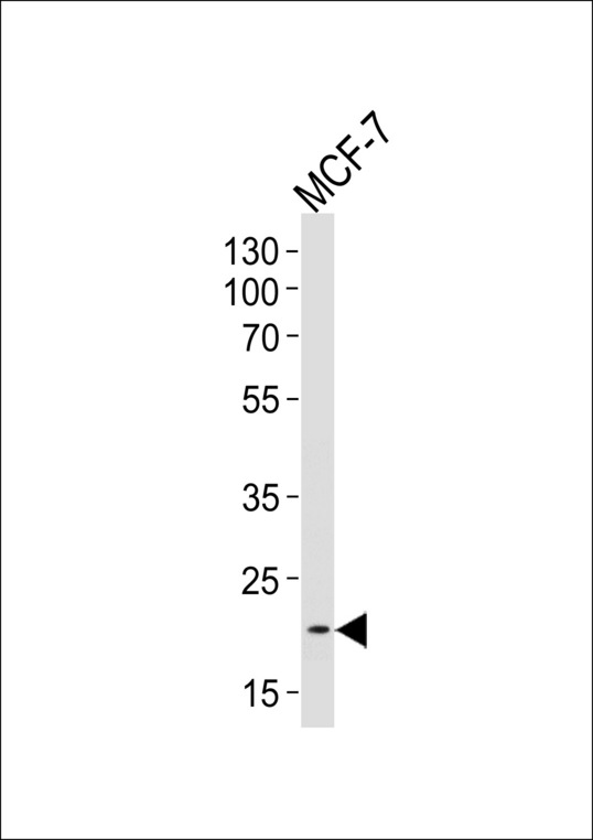 NOS1AP / CAPON Antibody - Western blot of lysate from MCF-7 cell line, using NOS1AP Antibody. Antibody was diluted at 1:1000 at each lane. A goat anti-rabbit IgG H&L (HRP) at 1:5000 dilution was used as the secondary antibody. Lysate at 35ug per lane.