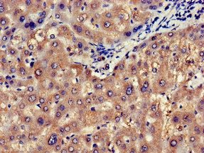 NOS1AP / CAPON Antibody - Immunohistochemistry of paraffin-embedded human liver tissue at dilution of 1:100