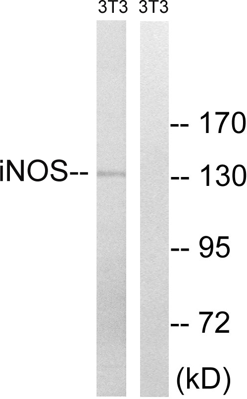 NOS2 / iNOS Antibody - Western blot analysis of lysates from NIH/3T3 cells, using iNOS Antibody. The lane on the right is blocked with the synthesized peptide.
