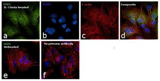 NOS2 / iNOS Antibody - iNOS Antibody in Immunofluorescence (IF)