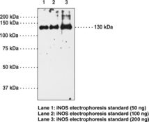NOS2 / iNOS Antibody - Western blot of NOS2 / iNOS antibody.