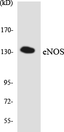 NOS3 / eNOS Antibody - Western blot analysis of the lysates from RAW264.7cells using eNOS antibody.