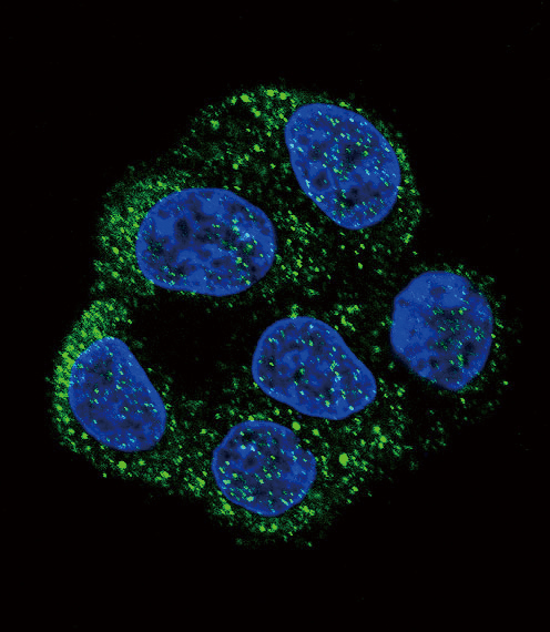 NOS3 / eNOS Antibody - Confocal immunofluorescence of NOS3 Antibody with HepG2 cell followed by Alexa Fluor 488-conjugated goat anti-rabbit lgG (green). DAPI was used to stain the cell nuclear (blue).
