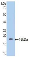 NOS3 / eNOS Antibody - Western Blot; Sample: Recombinant NOS3, Human.