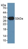NOS3 / eNOS Antibody - Western Blot; Sample: Recombinant NOS3, Porcine.