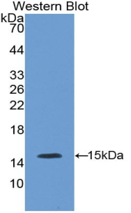NOS3 / eNOS Antibody - Western Blot; Sample: Recombinant protein.