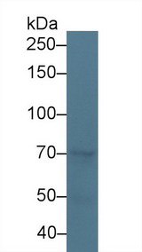 NOS3 / eNOS Antibody - Western Blot; Sample: Canine Liver lysate; Primary Ab: 3µg/ml Rabbit Anti-Canine NOS3 Antibody Second Ab: 0.2µg/mL HRP-Linked Caprine Anti-Rabbit IgG Polyclonal Antibody