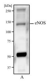 NOS3 / eNOS Antibody - Western Blot: eNOS Antibody (6H2) - Western blot analysis of HUVEC cells (A) using eNOS antibody at a concentration of 2 ug/ml.