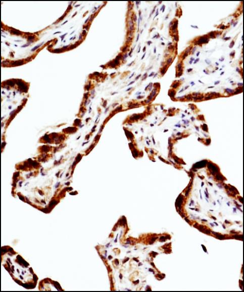 NOS3 / eNOS Antibody - Immunohistochemistry-Paraffin: eNOS Antibody (6H2) - IHC staining of eNOS in human placenta using DAB with hematoxylin counterstain.