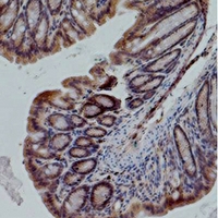 NOS3 / eNOS Antibody - Immunohistochemical analysis of eNOS staining in mouse colon formalin fixed paraffin embedded tissue section. The section was pre-treated using heat mediated antigen retrieval with sodium citrate buffer (pH 6.0). The section was then incubated with the antibody at room temperature and detected using an HRP conjugated compact polymer system. DAB was used as the chromogen. The section was then counterstained with hematoxylin and mounted with DPX.