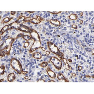 NOS3 / eNOS Antibody - eNOS antibody for IHC in human spleen tissue