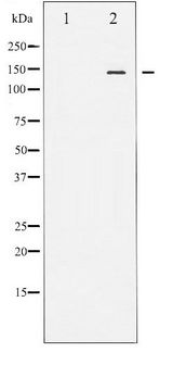 NOS3 / eNOS Antibody - Western blot of eNOS phosphorylation expression in Insulin treated HeLa whole cell lysates,The lane on the left is treated with the antigen-specific peptide.