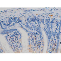 NOS3 / eNOS Antibody - 1:200 staining mouse intestinal tissue by IHC-P. The tissue was formaldehyde fixed and a heat mediated antigen retrieval step in citrate buffer was performed. The tissue was then blocked and incubated with the antibody for 1.5 hours at 22°C. An HRP conjugated goat anti-rabbit antibody was used as the secondary.