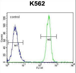 NOS3 / eNOS Antibody - eNos Antibody (S1177) flow cytometry of K562 cells (right histogram) compared to a negative control cell (left histogram). FITC-conjugated goat-anti-rabbit secondary antibodies were used for the analysis.