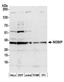 NOSIP Antibody - Detection of human and mouse NOSIP by western blot. Samples: Whole cell lysate (50 µg) from HeLa, HEK293T, Jurkat, mouse TCMK-1, and mouse NIH 3T3 cells prepared using NETN lysis buffer. Antibody: Affinity purified rabbit anti-NOSIP antibody used for WB at 0.1 µg/ml. Detection: Chemiluminescence with an exposure time of 3 minutes.
