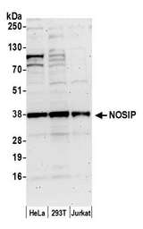 NOSIP Antibody - Detection of human NOSIP by western blot. Samples: Whole cell lysate (50 µg) from HeLa, HEK293T, and Jurkat cells prepared using NETN lysis buffer. Antibody: Affinity purified rabbit anti-NOSIP antibody used for WB at 0.04 µg/ml. Detection: Chemiluminescence with an exposure time of 3 minutes.