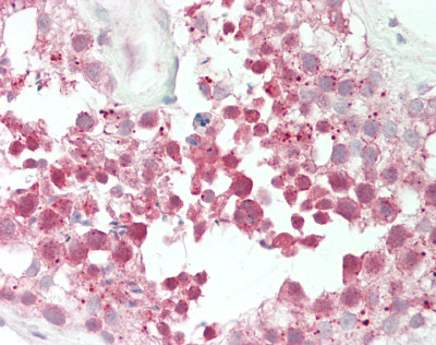 NOSIP Antibody - Human Testis: Formalin-Fixed, Paraffin-Embedded (FFPE).  This image was taken for the unconjugated form of this product. Other forms have not been tested.