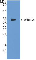 NOSTRIN Antibody - Western Blot; Sample: Recombinant NOSTRIN, Human.