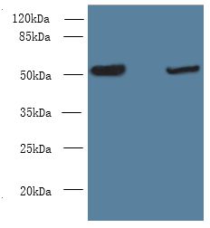 NOSTRIN Antibody - Western blot. All lanes: NOSTRIN antibody at 6 ug/ml. Lane 1: Mouse heart tissue. Lane 2: Mouse brain tissue. Secondary Goat polyclonal to Rabbit IgG at 1:10000 dilution. Predicted band size: 58 kDa. Observed band size: 58 kDa.