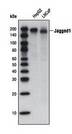Notch Receptor Ligand Antibody - Western blot of total cell lysates from HepG2 and LNCaP cells, using Jagged1 (JAG1, AGS, AHD, AWS, HJ1, JAGL1, Alagille syndrome protein).