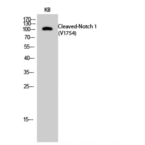 NOTCH1 Antibody - Western blot of Cleaved-Notch 1 (V1754) antibody