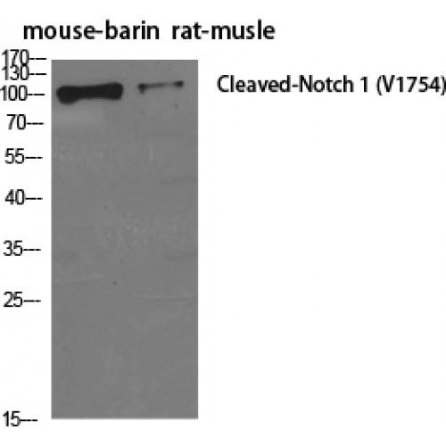 NOTCH1 Antibody - Western blot of Cleaved-Notch 1 (V1754) antibody