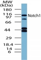 NOTCH1 Antibody - Western blot of Notch1 in mouse embryonic brain lysate using antibody at 2 ug/ml.