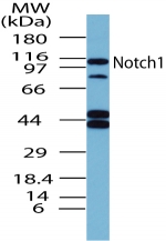 NOTCH1 Antibody - Western blot of Notch1 in mouse embryonic brain lysate using antibody at 2 ug/ml.