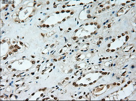NOTCH1 Antibody - IHC of paraffin-embedded kidney using anti-Notch1 mouse monoclonal antibody.
