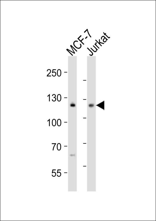 NOTCH1 Antibody - Western blot of lysates from MCF-7, Jurkat cell line (from left to right), using NOTCH1 antibody diluted at 1:1000 at each lane. A goat anti-rabbit IgG H&L (HRP) at 1:10000 dilution was used as the secondary antibody. Lysates at 20 ug per lane.