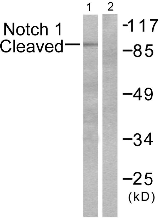 NOTCH1 Antibody - Western blot analysis of extracts from NIH/3T3 cells, treated with etoposide (25µM, 1hour), using Notch 1 (cleaved-Val1744) antibody.
