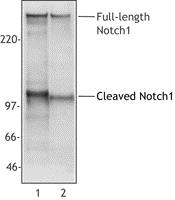 NOTCH1 Antibody - Western Blot: Notch1 Antibody (mN1A) - Cell extracts from Jurkat (Lane 1) or mouse thymocytes (Lane 2) were Western Blot analyzed with monoclonal anti-NOTCH1 antibody. The mN1A antibody recognizes both mouse and human 270 kD full-length NOTCH1 and 110-120 kD cleaved NOTCH 1 (NICD).