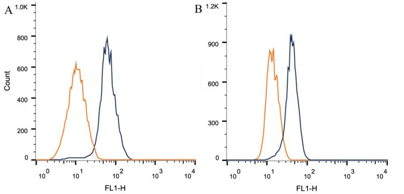 NOTCH1 Antibody - Flow Cytometry: Notch1 Antibody (mN1A) - Intracellular flow cytometric staining of 1 x 10^6 CHO (A) and MCF-7 (B) cells using Notch1 antibody (dark blue). Isotype control shown in orange. An antibody concentration of 1 ug/1x10^6 cells was used.